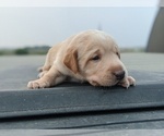 Small Photo #7 Labrador Retriever Puppy For Sale in EATON, CO, USA