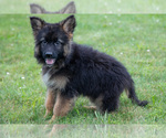 Small #1 German Shepherd Dog