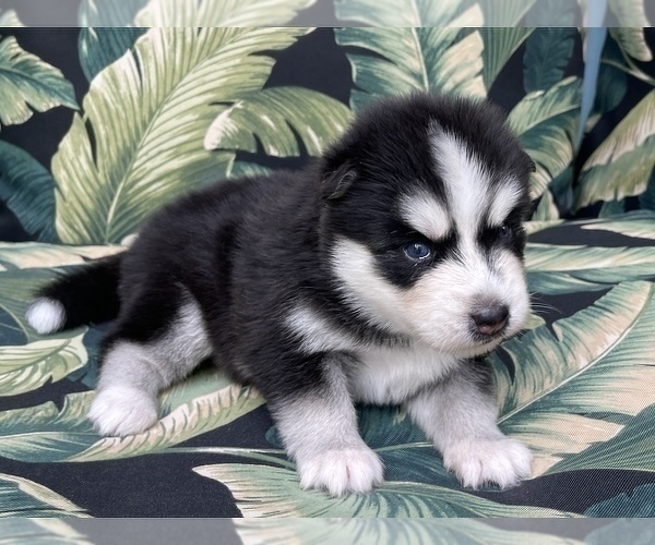 Medium Photo #2 Pomsky-Siberian Husky Mix Puppy For Sale in WINDERMERE, FL, USA