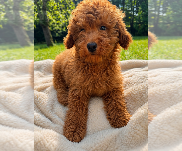 Medium Photo #23 Goldendoodle mix (+ Poodle Miniature) Puppy For Sale in DURHAM, CT, USA
