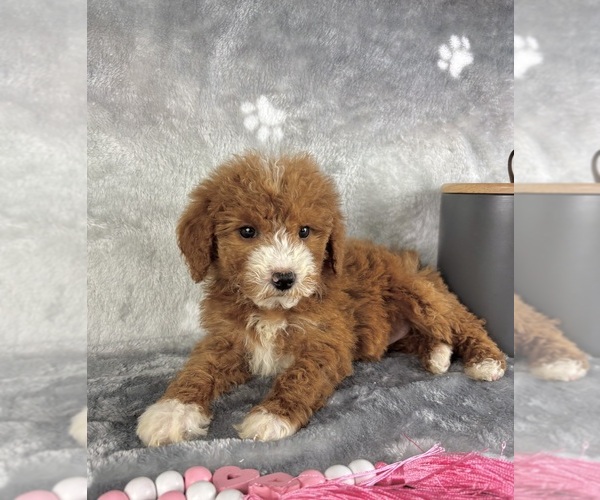 Medium Photo #4 Goldendoodle (Miniature) Puppy For Sale in INDIANAPOLIS, IN, USA