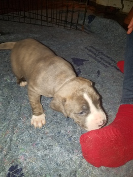 Medium Photo #15 American Pit Bull Terrier Puppy For Sale in GRIFFIN, GA, USA