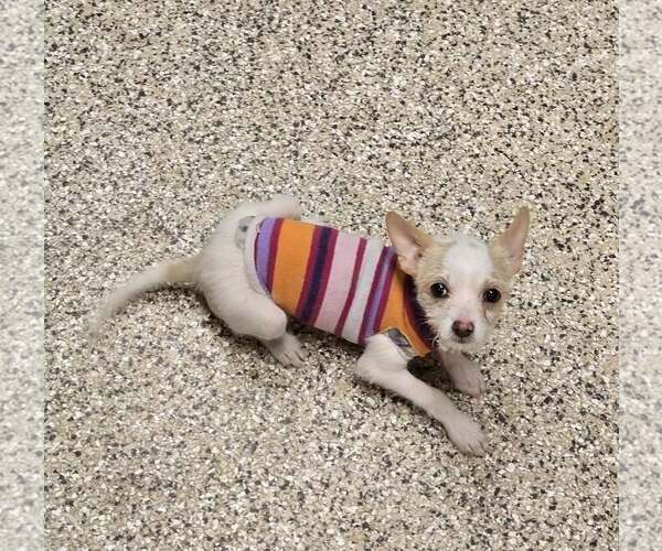 Medium Photo #2 Chihuahua-Unknown Mix Puppy For Sale in Castle Rock, CO, USA