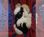 Small Photo #13 Pyredoodle Puppy For Sale in NEWBERRY, FL, USA