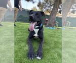 Small #1 Labrador Retriever Mix