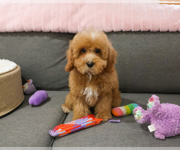 Medium Photo #4 Cavapoo (Miniature) Puppy For Sale in SYRACUSE, IN, USA