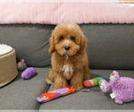 Small #3 Cavapoo (Miniature)