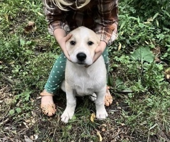 Medium Photo #1 Anatolian Pyrenees Puppy For Sale in MECHANICSVILLE, MD, USA