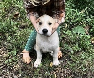 Anatolian Pyrenees Puppy for sale in MECHANICSVILLE, MD, USA