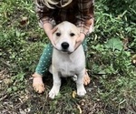 Chase - Male Anatolian Pyrenees Puppy for Sale - Small photo