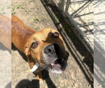 Small #4 Boxer Mix