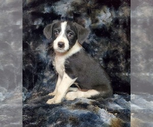 Jack-A-Poo Puppy for sale in GOSHEN, IN, USA