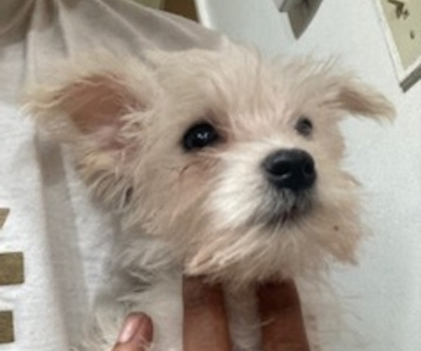 Medium Photo #1 Jack Russell Terrier-Schnauzer (Miniature) Mix Puppy For Sale in SNELLVILLE, GA, USA