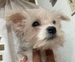 Small Jack Russell Terrier-Schnauzer (Miniature) Mix