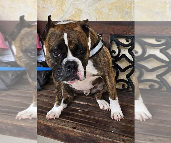 Medium Photo #15 Boxer Puppy For Sale in Austin, TX, USA