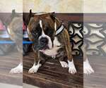 Small #14 Boxer