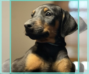 Doberman Pinscher Puppy for sale in AVA, MO, USA