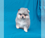 Small Photo #7 Pomeranian Puppy For Sale in PALM BCH GDNS, FL, USA