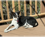 Small #4 German Shepherd Dog-Great Pyrenees Mix