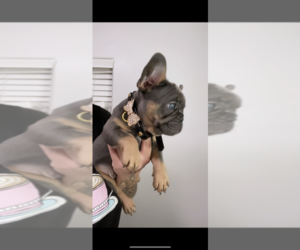 French Bulldog Puppy for sale in LANCASTER, CA, USA