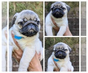 Medium Pug