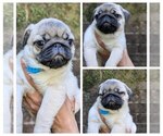Puppy Sleepy Pug