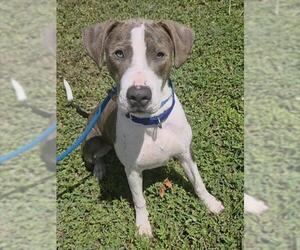 Great Dane-Unknown Mix Dogs for adoption in Fort Lauderdale, FL, USA
