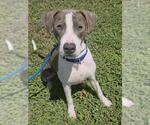 PLUTO - Male Great Dane-Unknown Mix Dog for Adoption - Small photo