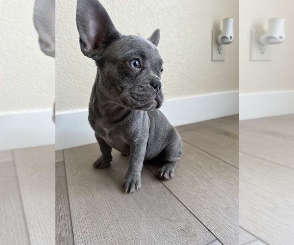 Medium Photo #3 French Bulldog Puppy For Sale in BAKERSFIELD, CA, USA