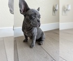 Small #2 French Bulldog
