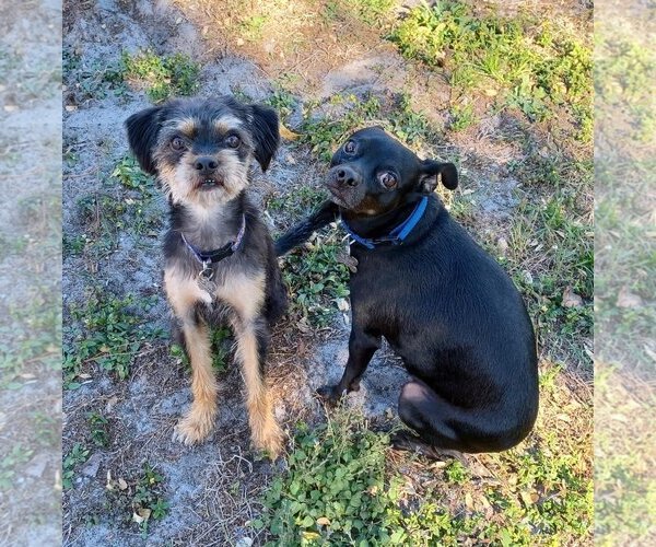 Medium Photo #4 Border Terrier-Unknown Mix Puppy For Sale in Arcadia, FL, USA