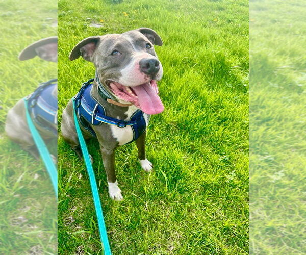 Medium Photo #8 Mutt Puppy For Sale in Gloversville, NY, USA