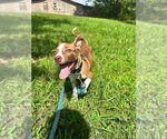 Small #1 Mutt