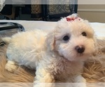 Small #2 Maltipoo