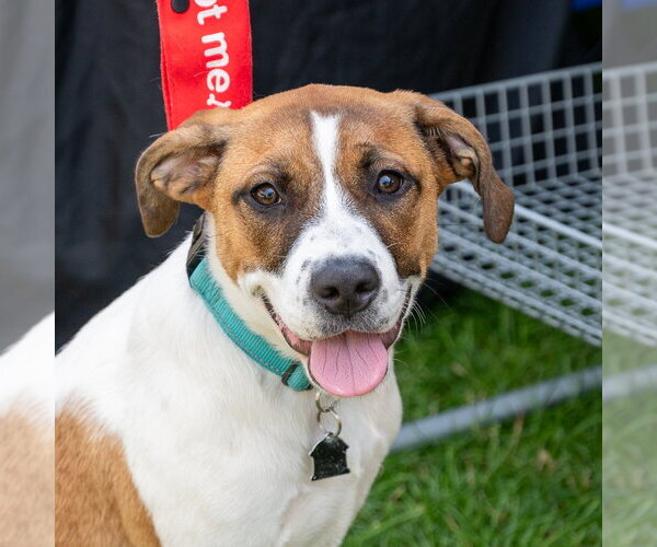 Medium Photo #2 Mutt Puppy For Sale in Mundelein, IL, USA