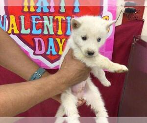 Siberian Husky Dogs for adoption in Riverside, CA, USA