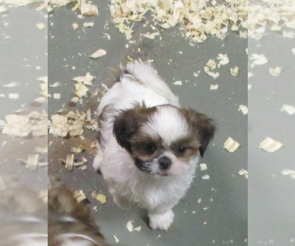 Medium Photo #3 Shih Tzu Puppy For Sale in CARROLLTON, GA, USA