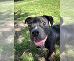 Small #1 American Pit Bull Terrier