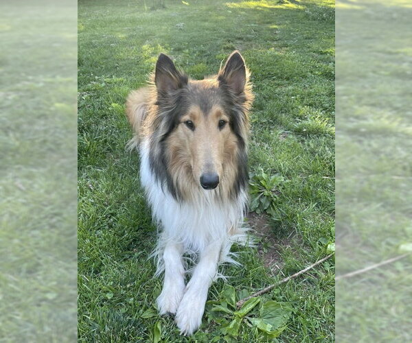Medium Photo #5 Collie Puppy For Sale in Chantilly, VA, USA