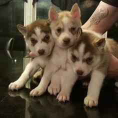 Siberian Husky Puppy for sale in WEST HAVEN, CT, USA