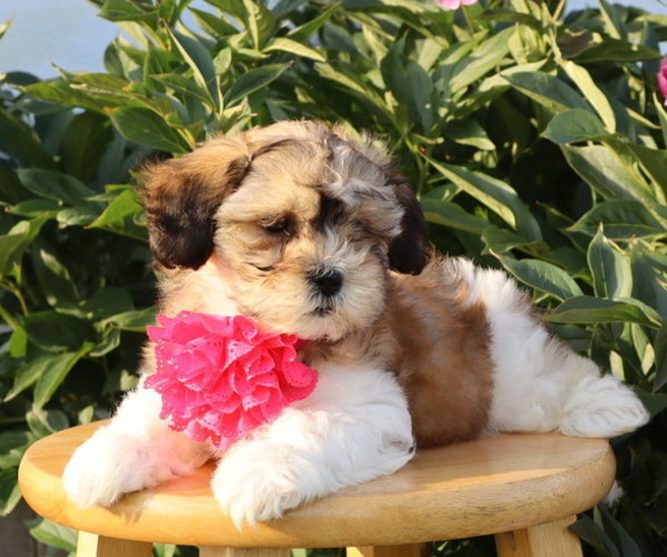Medium Photo #5 Zuchon Puppy For Sale in THORP, WI, USA