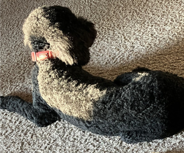 Medium Photo #1 Goldendoodle Puppy For Sale in MIDLAND, TX, USA