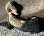 Small Photo #1 Goldendoodle Puppy For Sale in MIDLAND, TX, USA