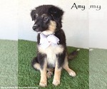 Small Australian Shepherd Mix