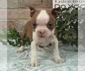 Boston Terrier Puppy for sale in HOT SPRINGS, SD, USA