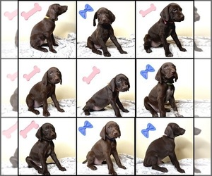 German Shorthaired Pointer Puppy for sale in EAGLE PASS, TX, USA