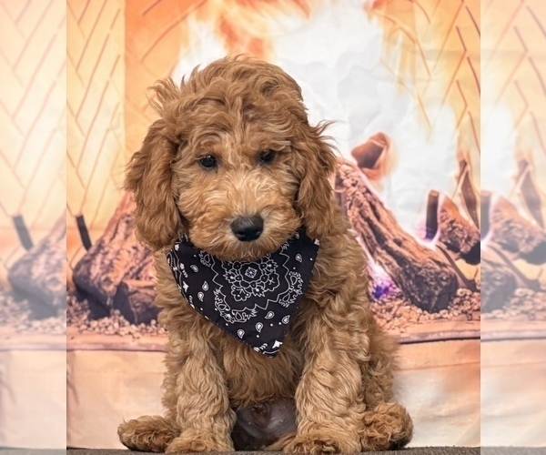 Medium Photo #4 Goldendoodle (Miniature) Puppy For Sale in SAINT MARYS, KS, USA