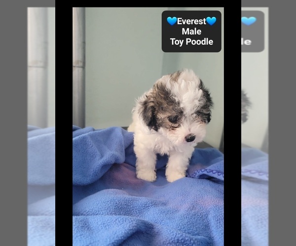 Medium Photo #2 Poodle (Toy) Puppy For Sale in TUCSON, AZ, USA