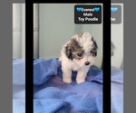 Small #1 Poodle (Toy)