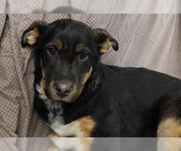 Medium Photo #1 Mutt Puppy For Sale in Thief River Falls, MN, USA